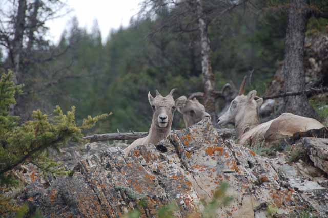 big horn sheep